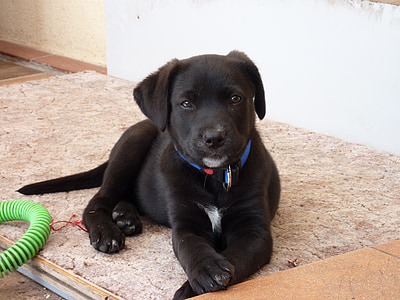 black Labrador retriever puppy laying on brown area rug thumbnail
