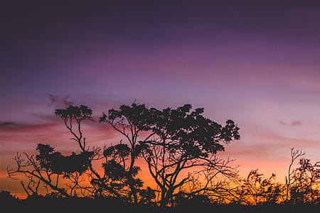 Silhouette of Tree during Orange Sunset thumbnail