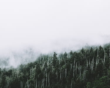 trees covered in fog thumbnail