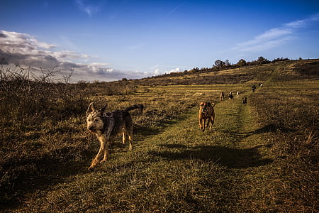 dog running across the field under blue sky during daytime thumbnail