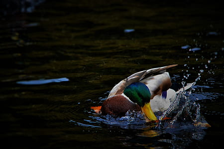 mallard duck on body of water thumbnail