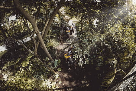 green trees and plants under sunny sky thumbnail
