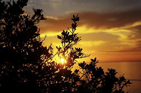 green tree and sun thumbnail