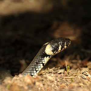 selective focus photography black and beige snake thumbnail