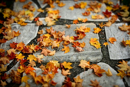 maple leaves on ground thumbnail