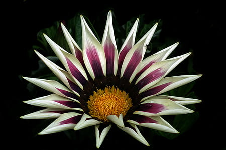 white and purple gazania flower thumbnail