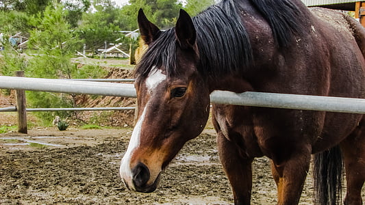 brown and white horse thumbnail