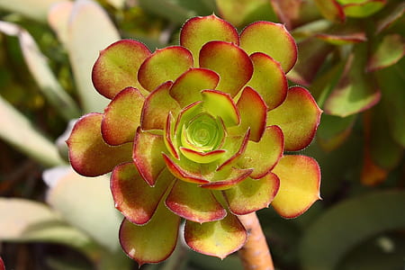 selective focus photography of green and red houseleek plant thumbnail