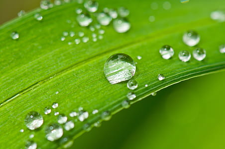 selective focus photograph of water dew thumbnail