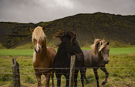 three brown and black horses near fence on grass field thumbnail