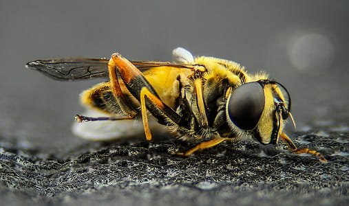 Macro Photo of Yellow Wasp thumbnail
