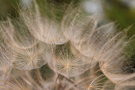 macro photography of dandelion petals thumbnail