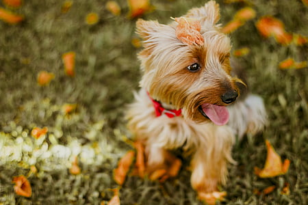 shallow focus photography of brown dog thumbnail
