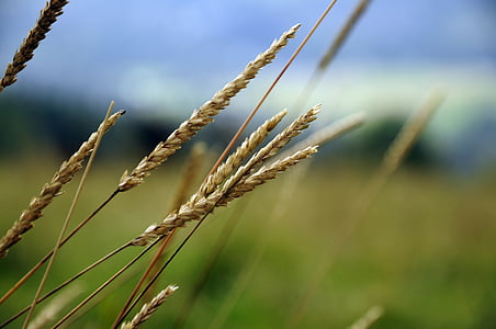 brown grass in selective-focus photography thumbnail
