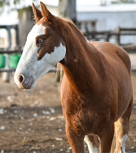 selective focus photography of brown and white horse thumbnail