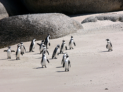 group of penguins along sea shore thumbnail