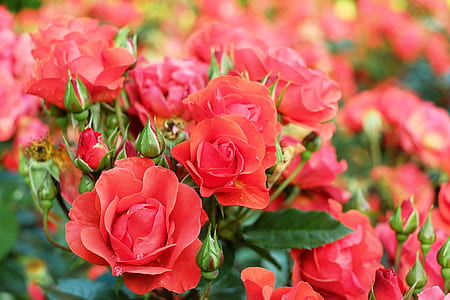 closeup photo of red flower in bloom thumbnail