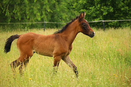 stallion walking on field thumbnail