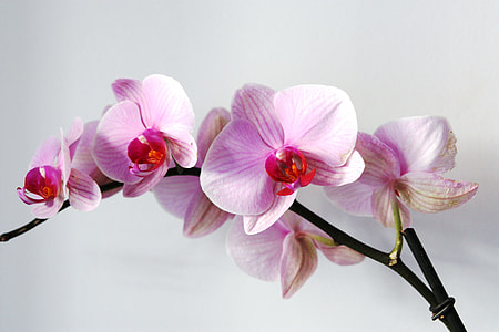 photo of bloom flowers thumbnail
