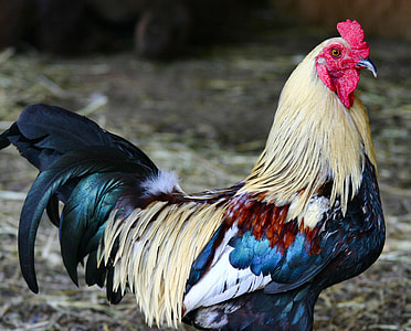 shallow focus photography of multicolored rooster thumbnail