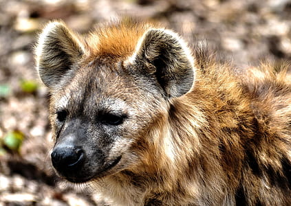 brown hyena thumbnail