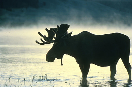 silhouette photo of animal thumbnail
