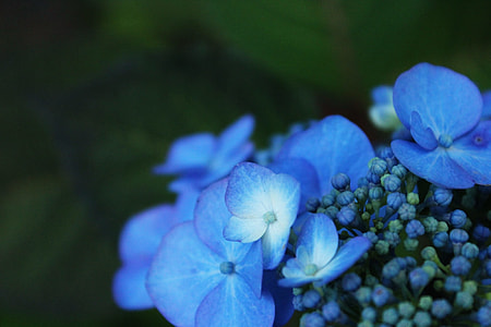 close up photography of blue petaled flower thumbnail