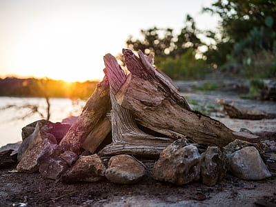 shallow focus photo of drift woods thumbnail