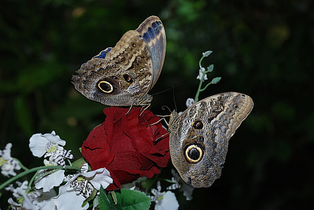 two brown butterflies perch on rose thumbnail