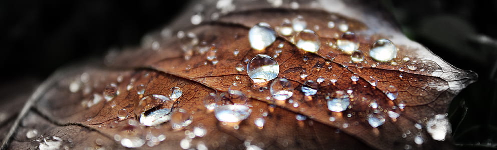 shallow focus photography of water drops on brown leaf thumbnail