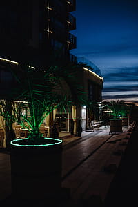 Illuminated palm trees thumbnail