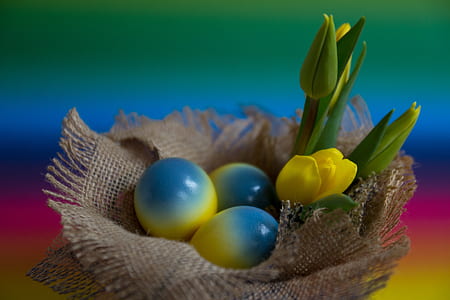 blue-and-yellow eggs thumbnail