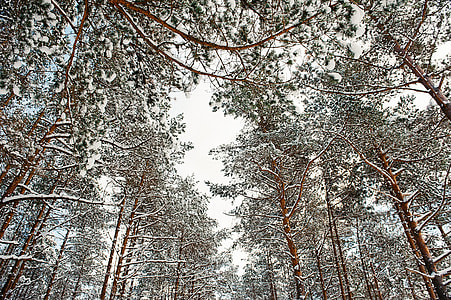 Tree tops over winter sky thumbnail