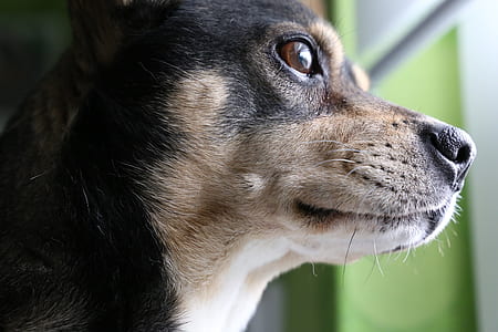 closeup view of adult smooth black and tan Chihuahua thumbnail