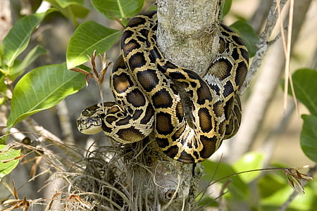 brown and black snake wrapped around tree branch thumbnail