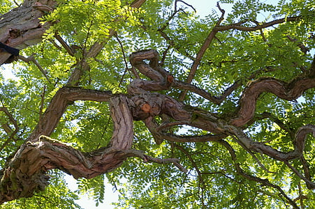 low angle photography of green leafed tree thumbnail