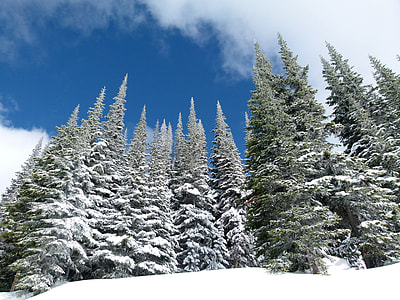 Winter Pine Forest in British Columbia, Canada thumbnail