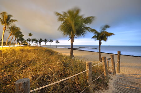 palm trees at seashore during daytime thumbnail