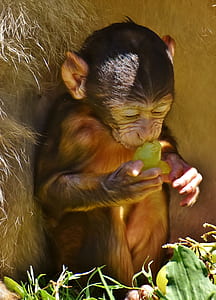 brown monkey eating green fruit during daytime thumbnail