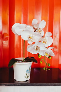 shallow focus photography of white orchid flowers thumbnail