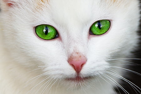white cat with green eyes thumbnail