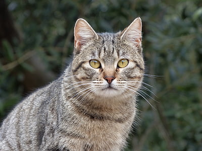 brown tabby cat photograph thumbnail
