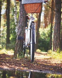 White Beach Cruiser Bicycle Parked Beside Brown Tree thumbnail