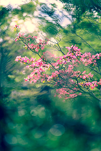selective focus of pink petaled flowers thumbnail