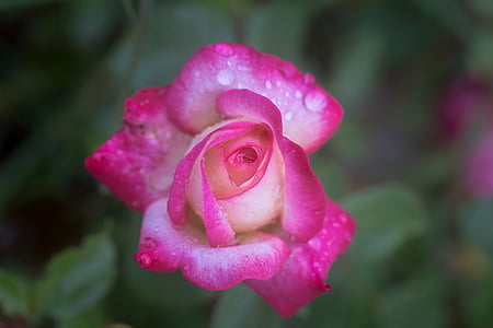 pink rose closeup photography thumbnail