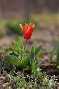 shallow focus photography of red tulip flower thumbnail