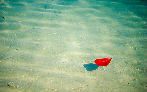 floating red leaf on clear body of water with thumbnail