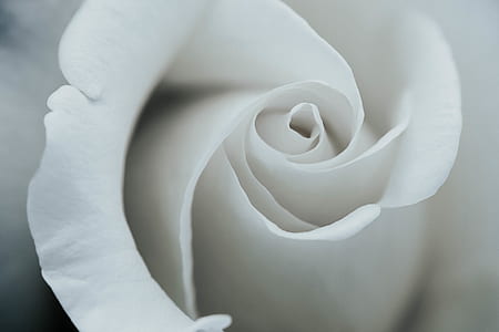 close up photo of white rose thumbnail
