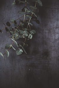 closeup photo of leafed plant thumbnail