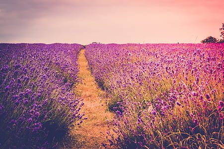 dawn, landscape, nature, sky thumbnail